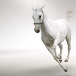 horse-white
